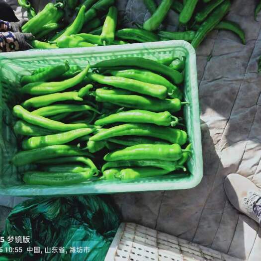 青州市 山东青州尖椒圆椒龙椒大量有货