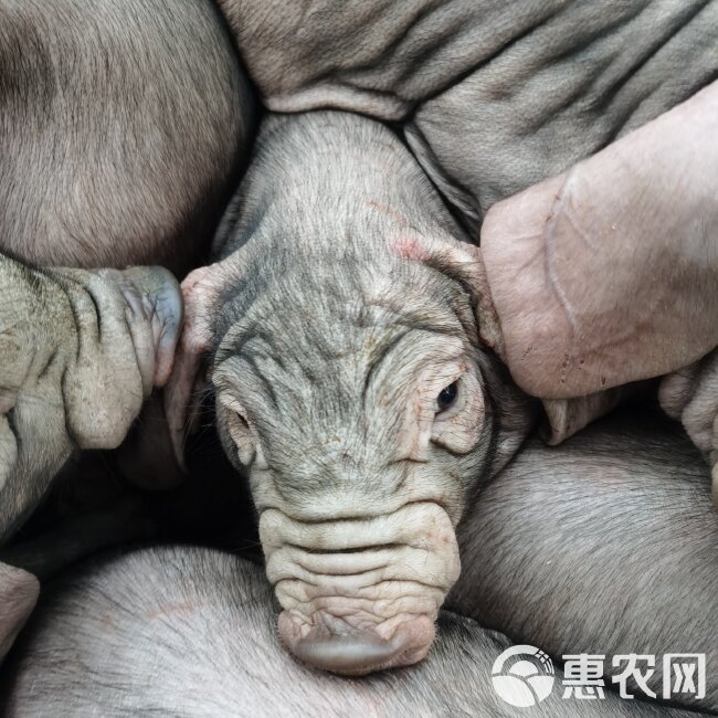 太湖猪苗 猪场直供原种太湖母猪扎头多，奶水分泌好，产仔多