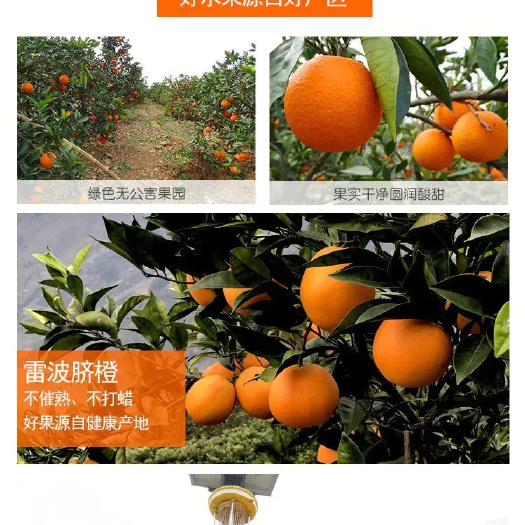 雷波县大凉山赣南脐橙 果大多汁  有香甜