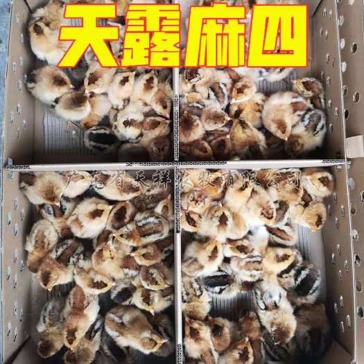 广州肉鸡苗  天露麻四鸡苗 麻红鸡苗 大种麻四  红毛麻鸡 鸡雏