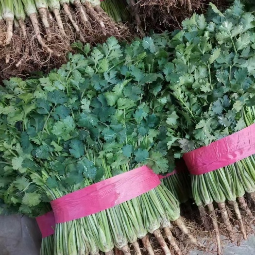 聊城 香菜货源，小叶