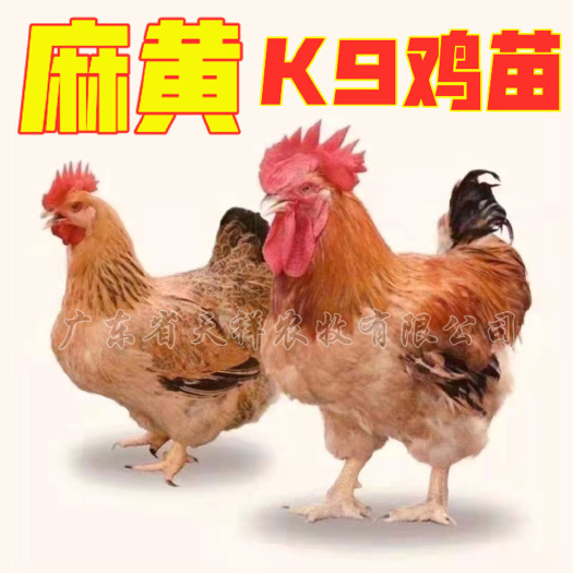 广州麻鸡苗  麻黄鸡苗K9鸡苗 大脚麻黄鸡 胡树强麻黄南海黄 公