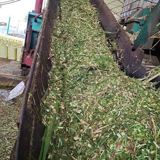 柳城县蔗尾青贮  甘蔗尾新鲜青贮饲料
