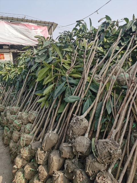 如皋市枇杷树苗 高杆枇杷树