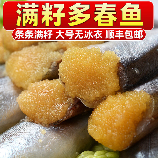 青岛多春鱼满籽新鲜冷冻多籽鱼带籽鲜活烧烤海鲜油炸商用海鱼食材鱼类