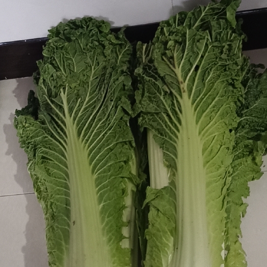 唐山青麻叶大白菜 丰南大白菜