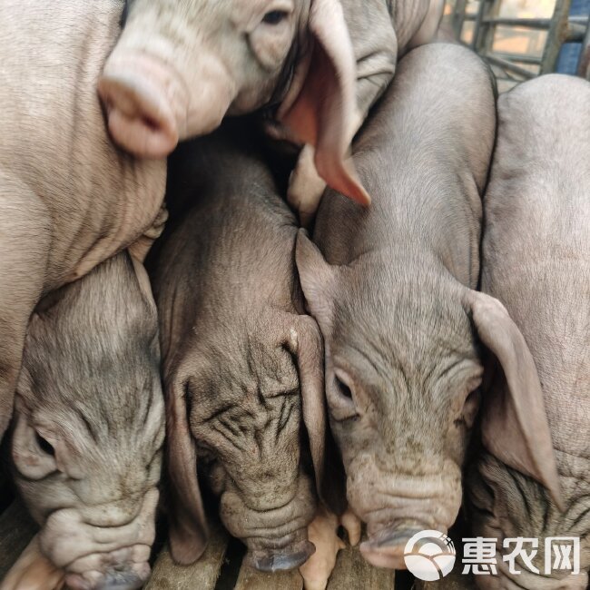 太湖猪苗 猪场直供原种太湖母猪扎头多，奶水分泌好，产仔多