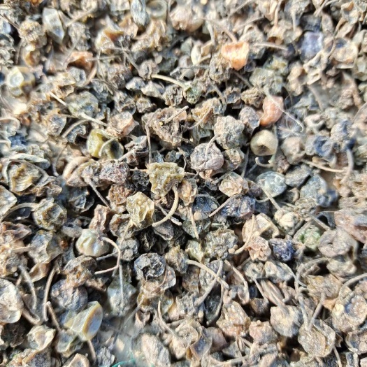 亳州 龙葵子，