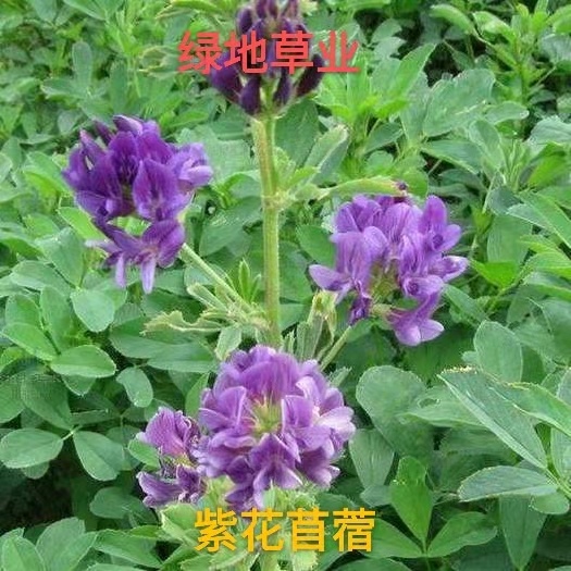 隆德县紫花苜蓿草种子多年生苜蓿春季夏季秋季