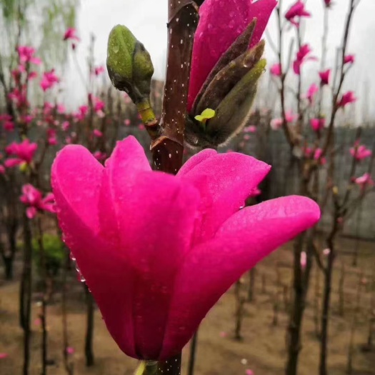 平邑县娇红一号红花玉兰 娇红一号玉兰盆景~包品种免费提前技术