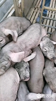 太湖猪苗 猪场直供原种太湖母猪扎头多，奶水分泌好，产仔多