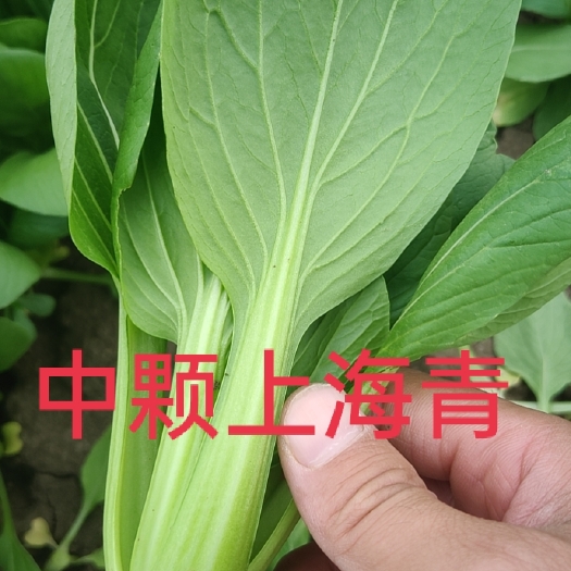 太和县上海青。快菜