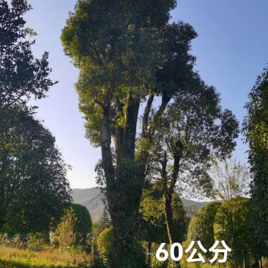 兴安县香樟