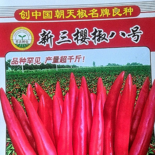定州市朝天椒种子  杜绝假货辣椒种子簇生抗涝抗倒伏早熟稳产包邮