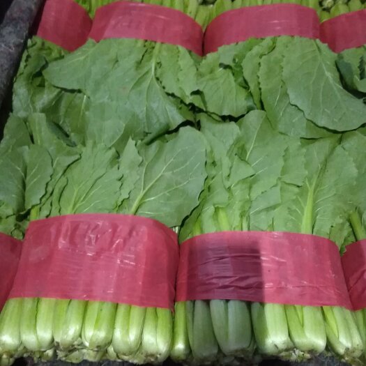 泰安小白菜，高25一30公分，无杂质，质量好，价挌美丽，欢迎采