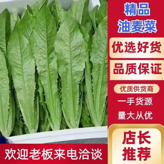 邯郸精品油麦菜