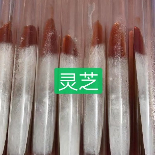 法库县灵芝菌种  灵芝母种试管