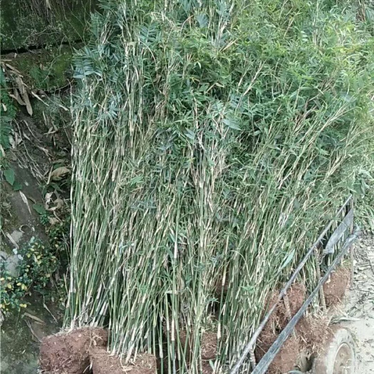 凤尾竹，量大