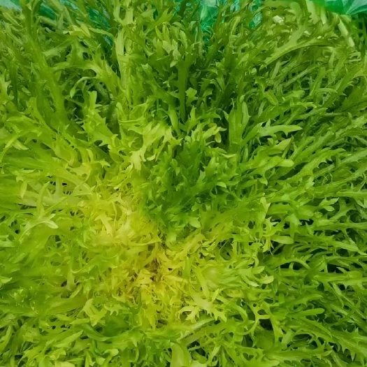青州市苦菊 