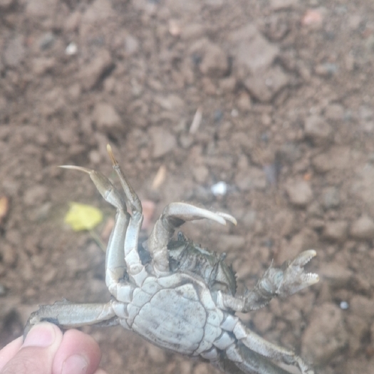 阜宁县大闸蟹苗 蟹苗