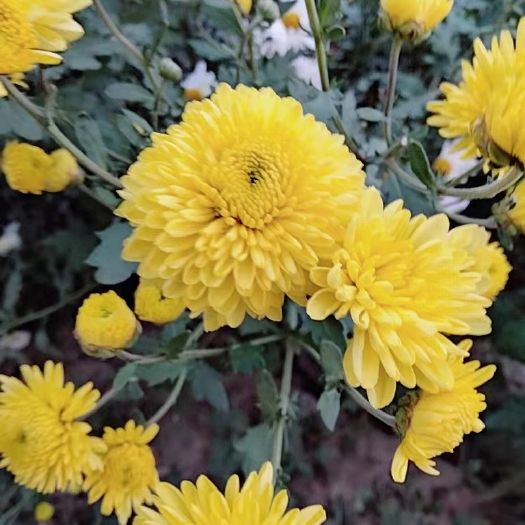 亳州亳菊苗 出售中药材苗子 白芍牡丹白术丹参知母  菊花