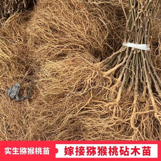 苍溪县猕猴桃苗实生苗 基地现挖现发 根系发达 保证成活率苗美价优