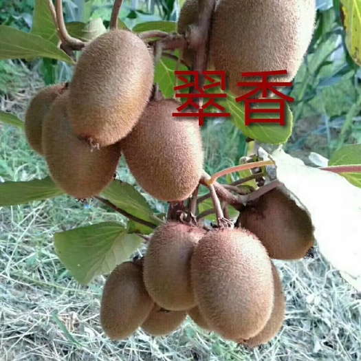 周至县翠香猕猴桃苗  猕猴桃苗 猕猴桃苗。来自全国大的猕猴桃之乡