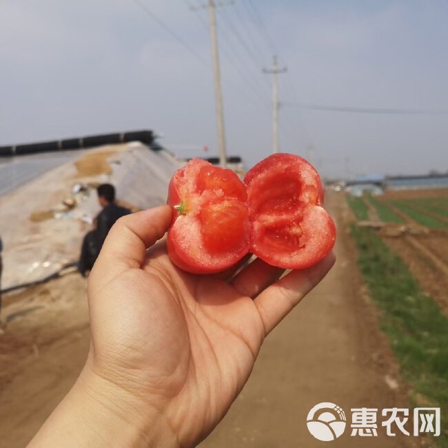 陕西泾阳口感型水果西红柿，皮薄沙瓤鲍汁口感可口青甜