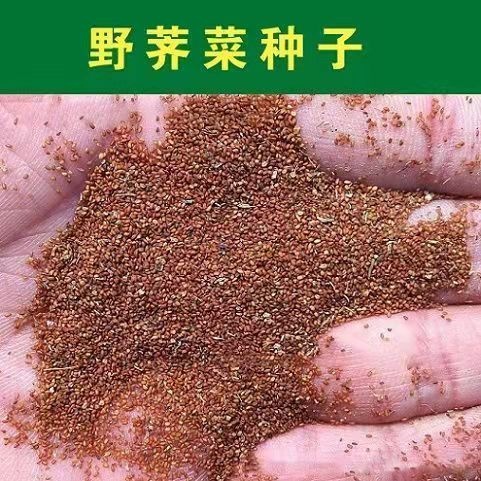汨罗市优质荠菜种子，每亩用量75克，管理好亩产可达到5000斤；
