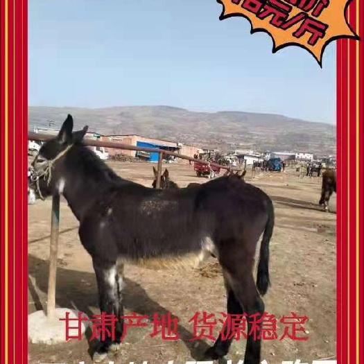 肉骡 400-600斤