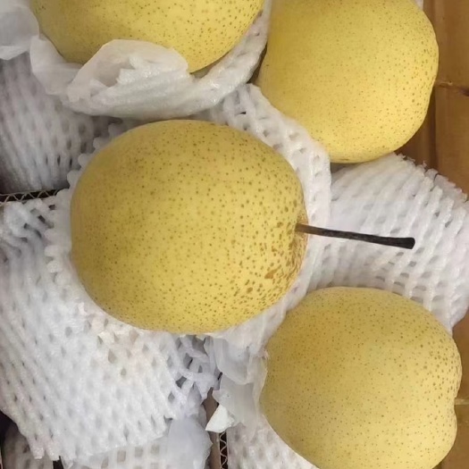 赵县 精品雪花梨