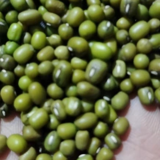 绿芽豆  芽豆绿豆  中小粒  绿豆生豆芽专用，中粒芽豆