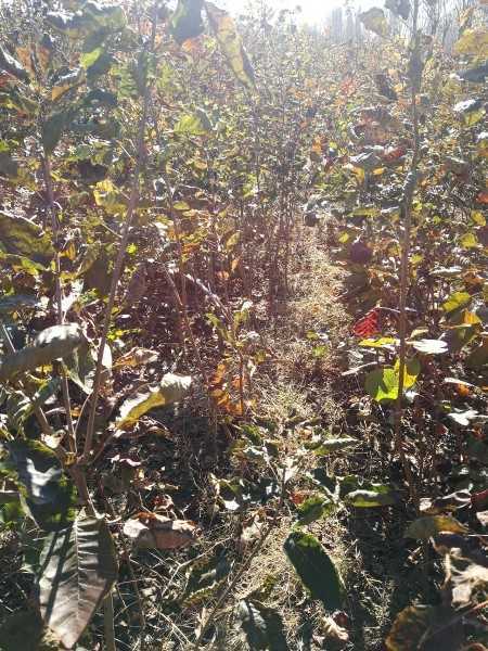 泰安 黄栌小苗大量黄栌种植黄栌种植