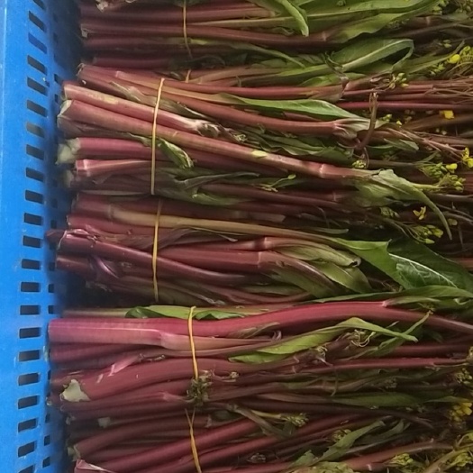 仪征市 仪征市天硕现代农业发展有限公司精品红菜苔(又名紫菜苔)