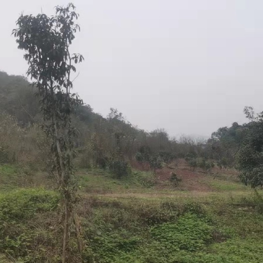 重庆市重庆渝北区渝北玉峰山，总占地240亩，大型农场