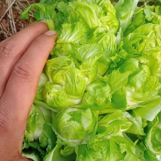 蓬溪县 毛货儿菜要的联系价格便宜货又好