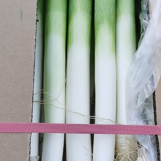 漳浦县优质铁杆大葱.纯沙土地种植.质量稳定货源充足…