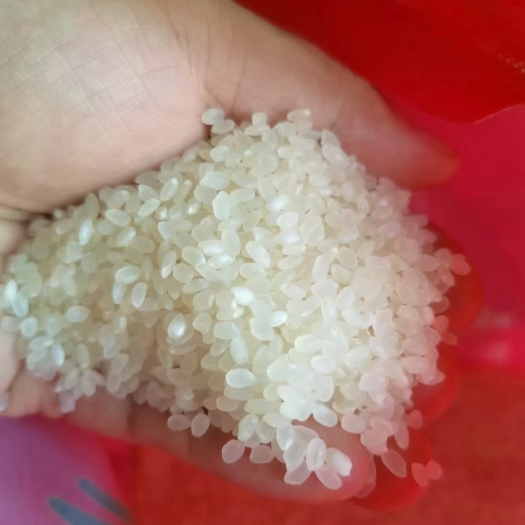 重庆市 珍珠米