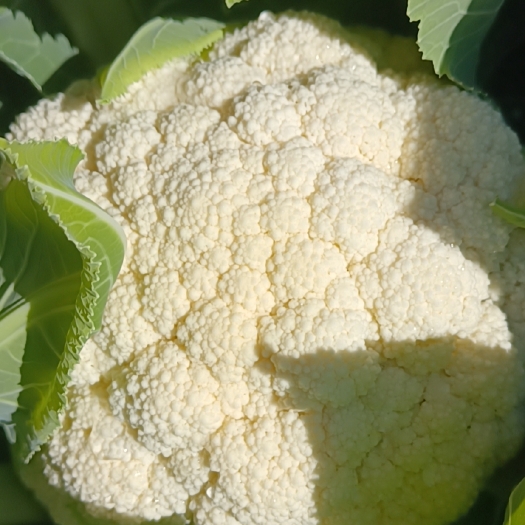 罗平县白花菜花 青松小米粒散花菜