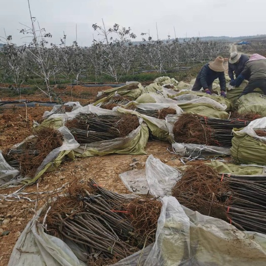 陆良县鲁丽苹果苗 鲁丽苹果是藤木一号和加拉杂交而成的新品种，是早熟的苹果品种