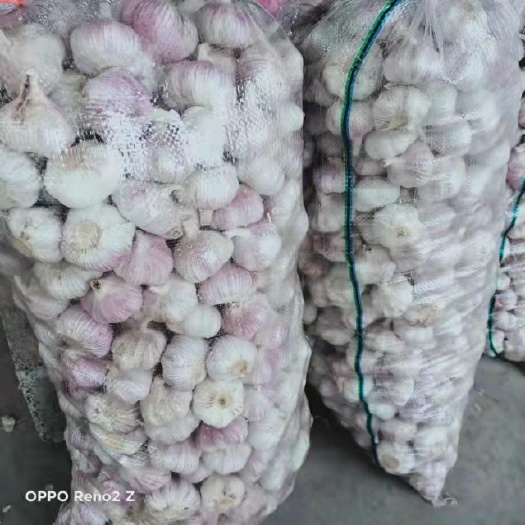 红皮蒜 大蒜