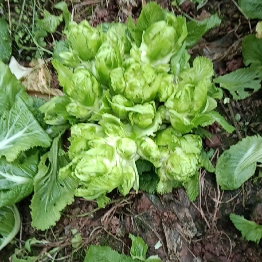 仁寿县儿菜(基地自产直销儿菜，大量供应)