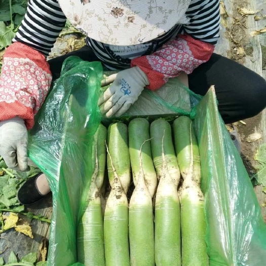 寿光市青萝卜 水果萝卜