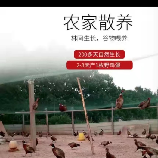 禹州市 生态散养七彩山鸡蛋