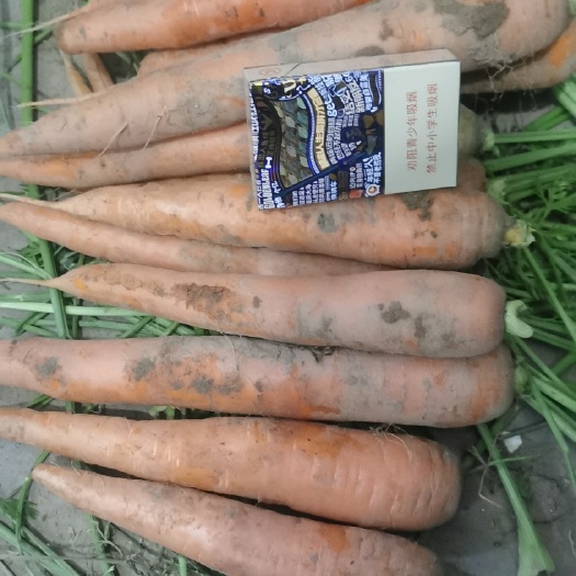 通许县红皮胡萝卜 大量供应电商活   加工厂  发市场
