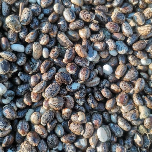 特克斯县新疆本地蓖麻籽，颗粒饱满，干度较好净籽无杂过风筛选！
