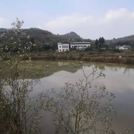 重庆市坑塘 合川区太和镇45亩鱼塘转，鱼塘40亩左右，11个塘，