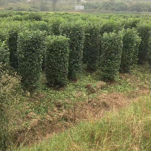 重庆市 毛叶丁香柱子，量大