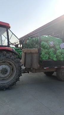 湖北嘉鱼绿包菜，基地直发，货源充足稳定，可全国发货！