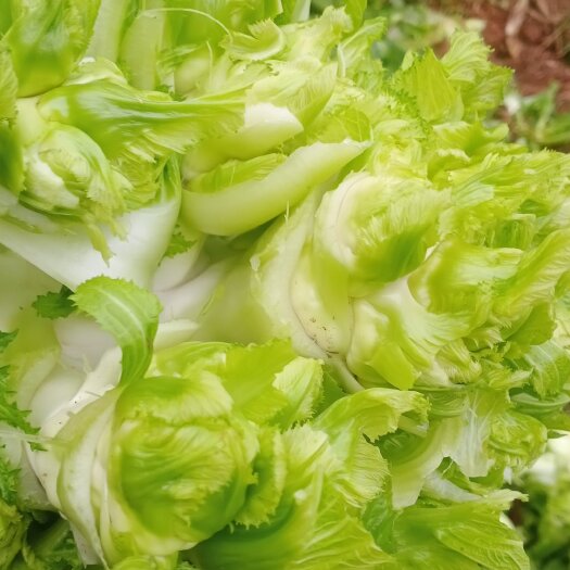 蓬溪县 儿菜大量上市了价格优惠货又好